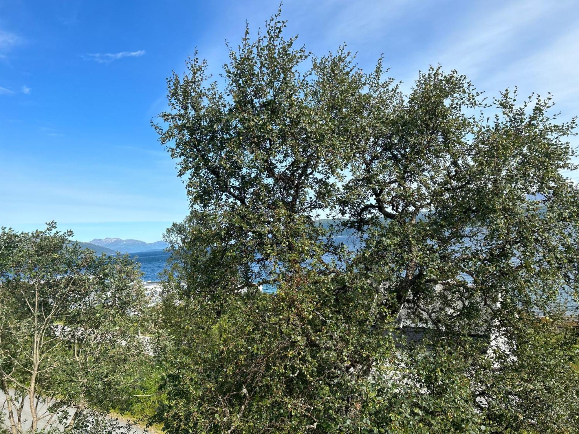 Apartment In Tromso With Sea And Mountain View エクステリア 写真